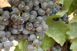 museo vite e vino scansano thumb