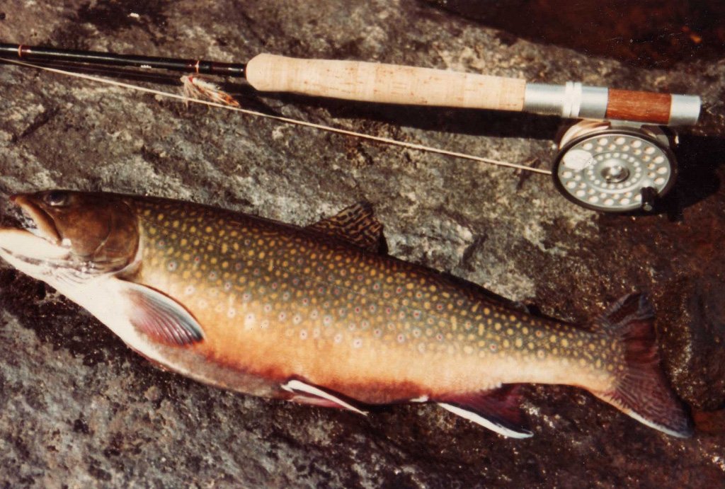 fishing-phillip