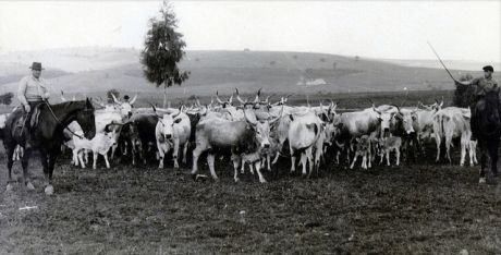 butteri_maremma_tuscany