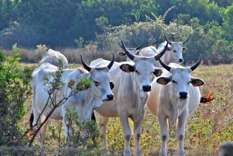 vacce maremmane_maremma_tuscany