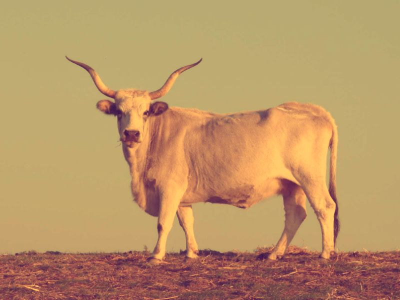 cow