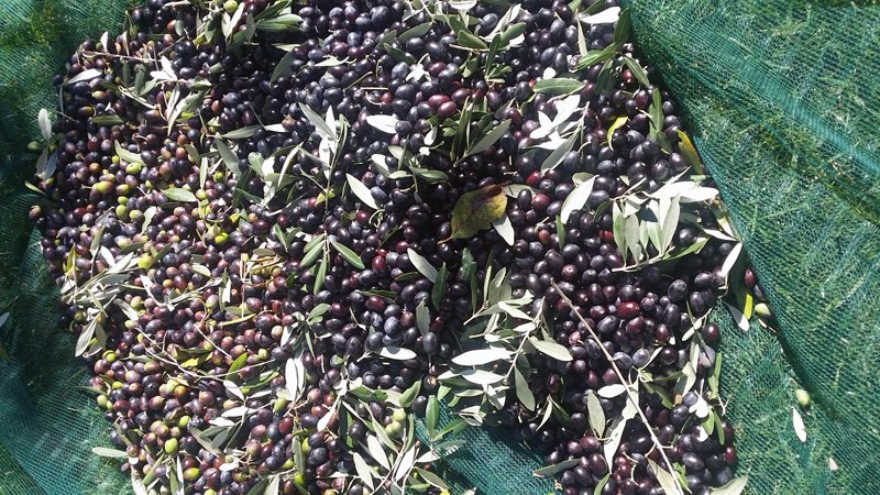 olive